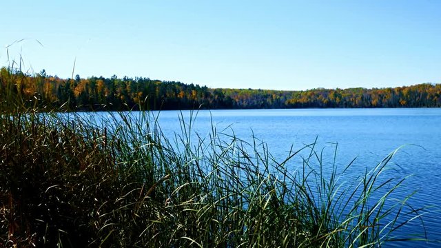Blue sky with sunshine over beautiful serene remote northern Minnesota lake with autumn colors and reeds along shoreline