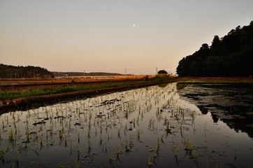 Rice terrace in Hitachinaka, Ibaraki, Japan 