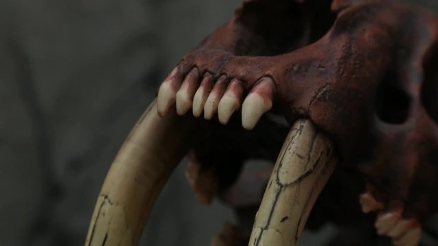 A Replica of A Saber Toothed Tiger Skeleton Fossilized