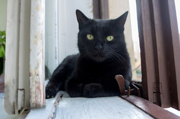 The black cat lies inside the window. The cat rests between the window construction.