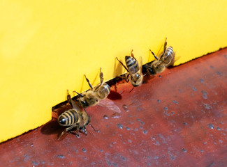 Bees fly to beehive, close up. Honey Bees (Apis mellifera) at the entrance to the apiary, macro view.