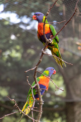 The pair of the rainbow lorikeet (Trichoglossus haematodus moluccanus) on tree inside aviary. Colorful parrots sits on a branch.