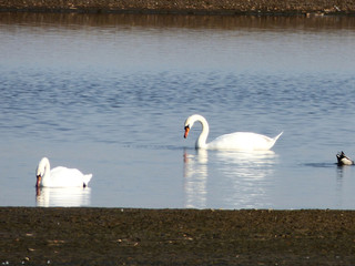 Para pięknych łabędzi. © Jerzy
