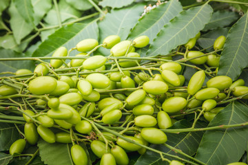 Medicinal neem leaves with fruits close up..