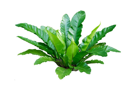 Fototapeta plant isolated on white background with clipping path