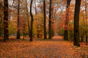 Foggy autumn morning in Catherine Park, Pushkin, St. Petersburg, Russia. October 2018