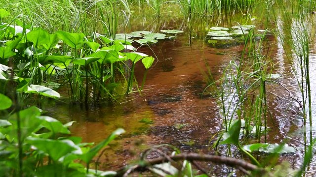 Common roaches swimming in a crystal clear creek and demoiselle males flying around.