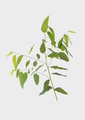 Fototapeta premium eucalyptus isolated on gray background with clipping path