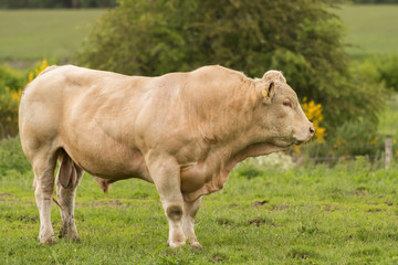 Charolais bull in profile