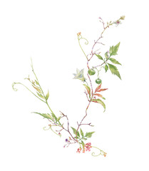 watercolor painting of leaves and flower, on white background