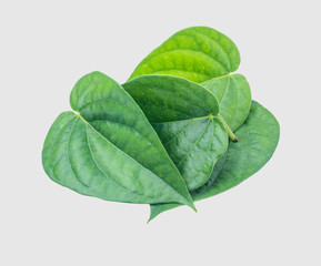 Green betel leaf isolated on the gray background with clipping path.