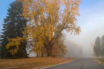 Fototapeta premium Misty Fog Travel