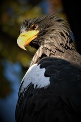 凛々しいオジロワシ