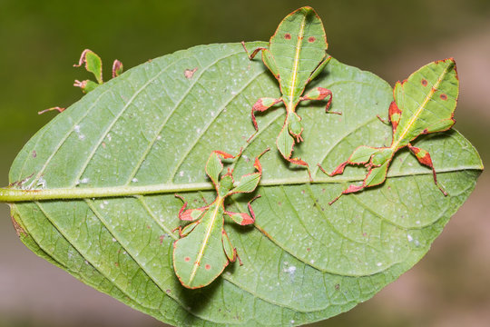 Leaf insect (Phyllium westwoodi)