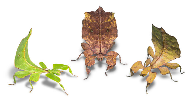Three forms female leaf insect (Phyllium ericoriai)