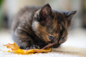 Cute little calico kitten with blue eyes is sitting on the floor, sniffing autumn leaf