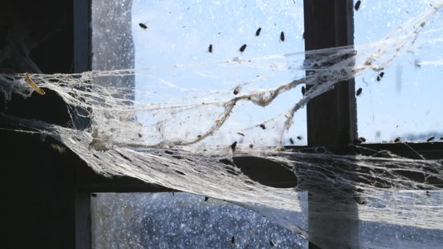 Flies crawling and flying around on a window with a spider web