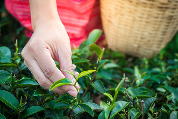 Woman hands holding young green tea leaves on hill in the morning with sunrise ray, agricultural tree plantation.