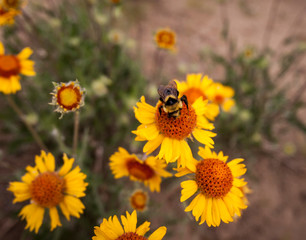 Honey bee on wildflower
