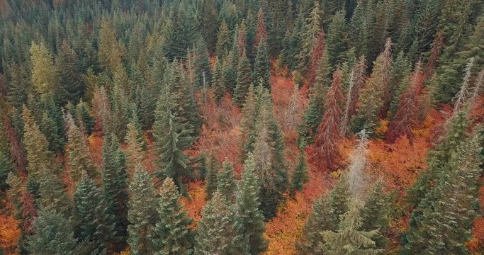 Aerial bird's eye view flying low over beautiful autumn trees.