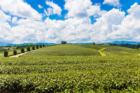 Landscape view of tea plantation at at choui fong farm,Chiang Rai, Thailand is Top tourist destinations. Landmark of Chiang Rai