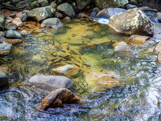 Mahseer barb fish swimming