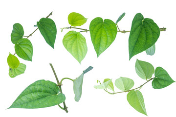 Green betel leaf isolated on the white background with clipping path.