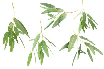 eucalyptus isolated on white background with clipping path