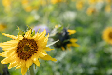 Sunflower close-up with blurred background