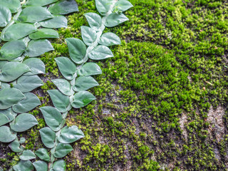 Green creeper plant and moss