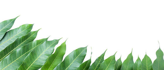 Green leaves of mango isolated on gray background, clipping path