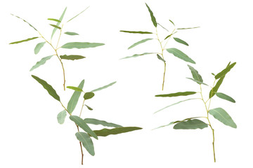 eucalyptus isolated on white background with clipping path