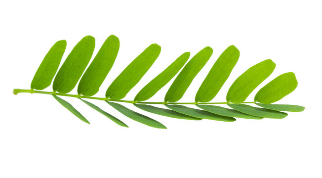 Tamarind leaves isolated on gray background with clipping path.