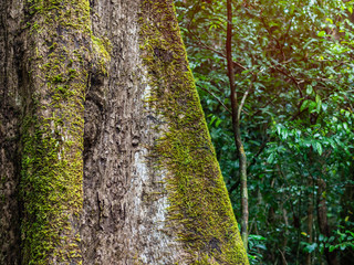 Green moss on the tree