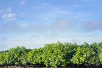 Obraz premium mango field of a flowering in tropical country. agricultural concept