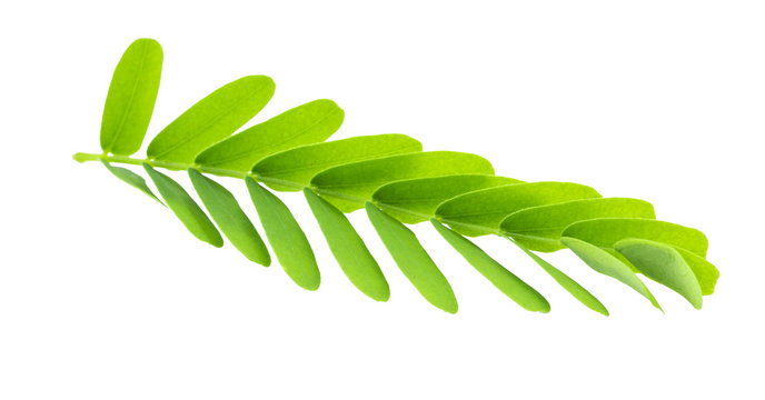 Tamarind leaves isolated on gray background with clipping path.