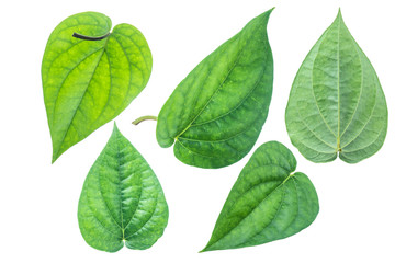 Green betel leaf isolated on the white background with clipping path.