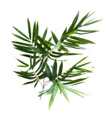 bamboo isolated on gray background with clipping path