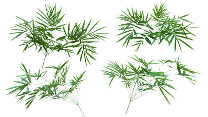 Obraz premium bamboo isolated on white background with clipping path.