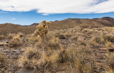 Cactus on high desert with mountain and cloud background