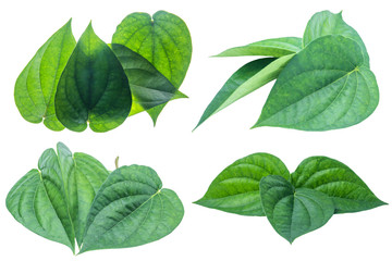 Green betel leaf isolated on the white background with clipping path.