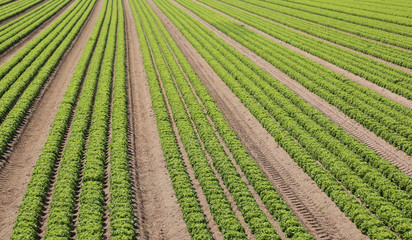 Fototapeta na wymiar field cultivated with lettuce