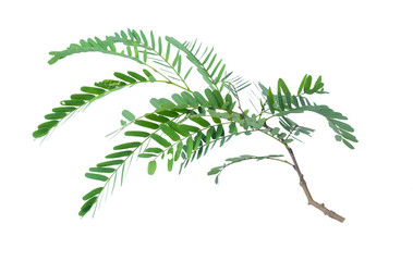 Tamarind leaves isolated on gray background with clipping path.