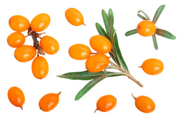 Sea buckthorn. Fresh ripe berry with leaves isolated on white background. Top view. Flat lay pattern