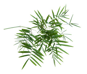 Obraz premium bamboo isolated on gray background with clipping path