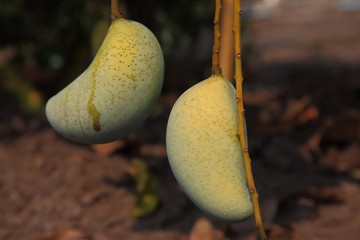 Close up of mango on the tree.