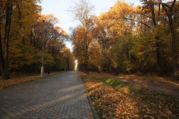 road in autumn