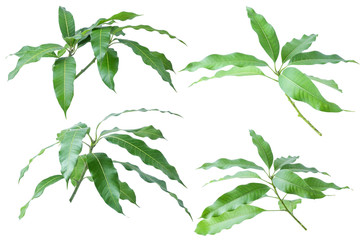 Green leaves of mango isolated on gray background, clipping path
