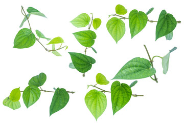 Green betel leaf isolated on the white background with clipping path.