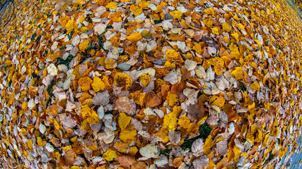 autumn leaves background